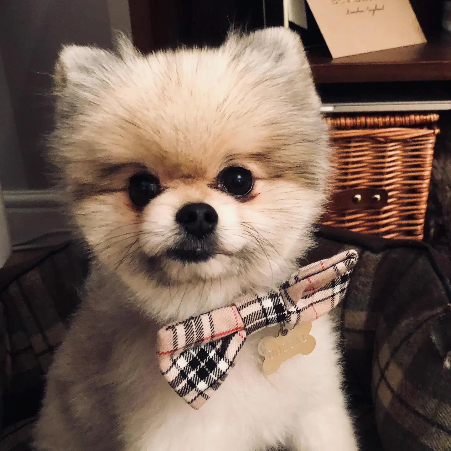 Classic Beige Barkberry Plaid Dog Bow Tie