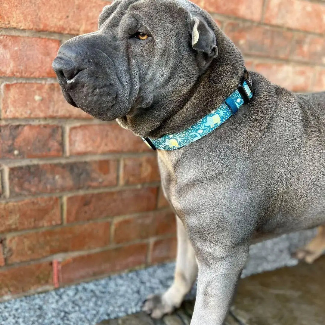 Dino Rawr Dinosaur Dog Collar