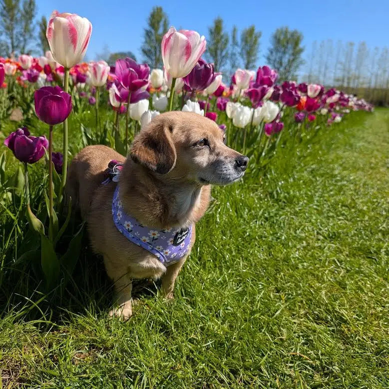 Lucky Little Lavender Daisies Puppy/ Small Dog Harness