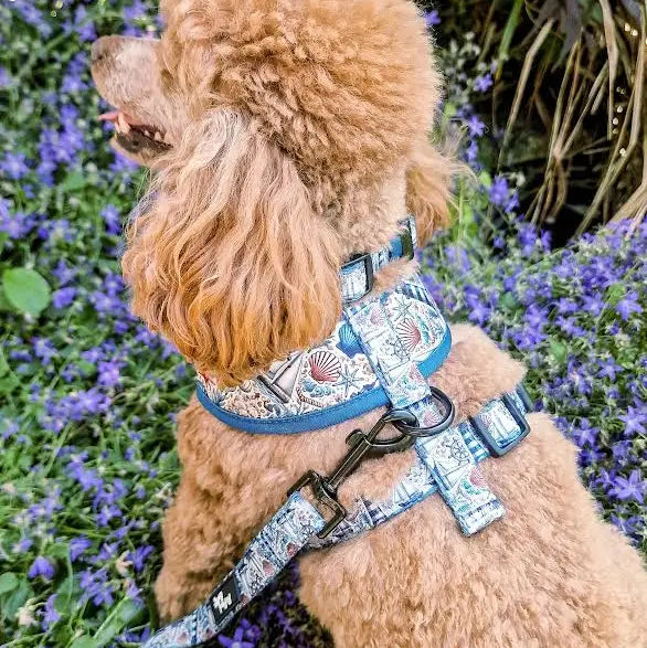 Shipwrecked Nautical Dog Lead