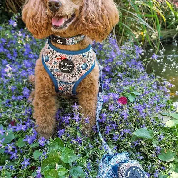 Shipwrecked Nautical Dog Lead