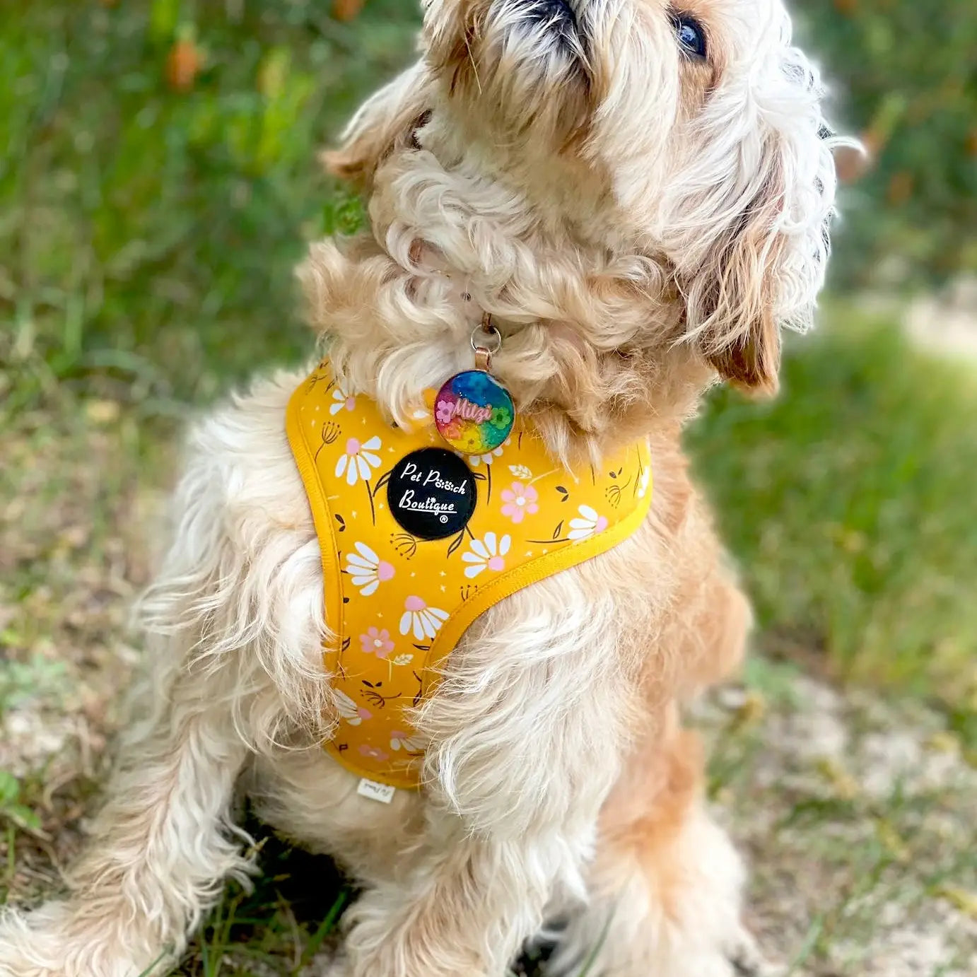 Sunshine Daisy Dog Harness